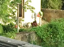 बो-नो-बो सोल परिपक्व ...